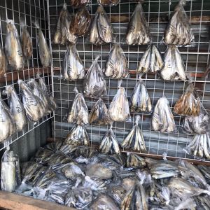 whatsapp image 2023 05 11 at.03.59